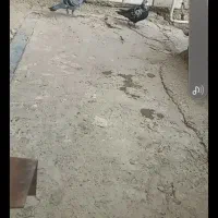 کفتر‌|پرنده|کلاله, |دیوار