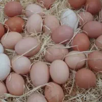 فروش تخم مرغ محلی
