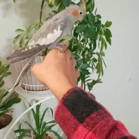 عروس هلندی ماده دستی مست|پرنده|اسلام‌شهر, شهرک سعیدیه|دیوار