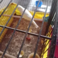 قناری ماده مست