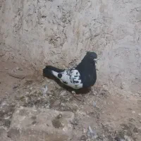 کبوتر|پرنده|سبزوار, قاضی زاد|دیوار