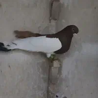 کبوتر چپ سرخ کله بسته .تو دم ۳تا رخ داره