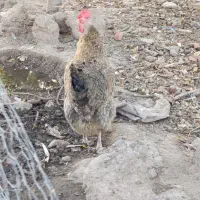 مرغ تخم گذار