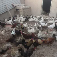فروش غاز