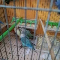 کوتوله برزیلی و اوپال و فیشر|پرنده|اصفهان, برزان|دیوار