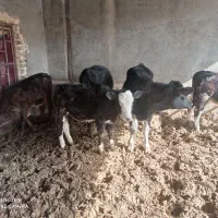 گوساله ماده سمینتال