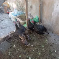 چهار عدد بوقلمون