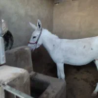 الاغ ماده|حیوانات مزرعه|یزد, |دیوار