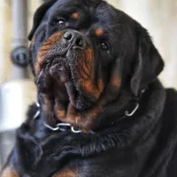 سگ روتوایلر اروپایی پوزه دلقکی با ما خاص باشید