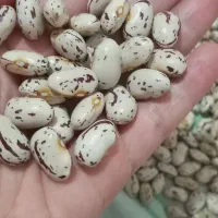 لوبیا چیتی درجه یک محلی