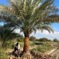نخل قم|خدمات باغبانی و درختکاری|قم, زنبیل آباد|دیوار