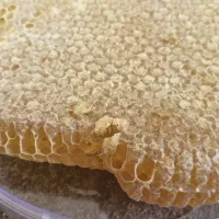 عسل مراغه سهند