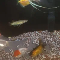 اکواریوم شرکتی همراه با ماهی|ماهی|قم, شاه ابراهیم|دیوار