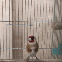 سهره نر کت بنداز