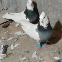 کبوتر طوقی خوشکل