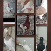 سرور شهرستانی هفت رنگ