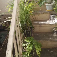 شانستو امتحان کن و برنده حداقل ۱دلار تا ۱۰۰دلارشو