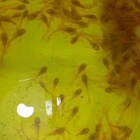 مولد نر پوزه بوته ای بلو ایز کت پلکو کتفیش