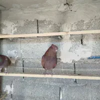 حدود 16تا کبوتر یجای