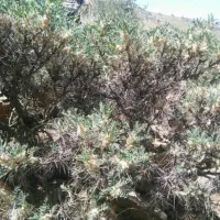 گز گون کوهی فریرونشهر میدانک