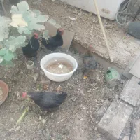 مرغ رسمی تخمگذار جوان