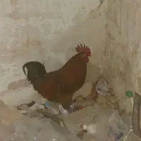 یک عدد خروس محلی سرحال