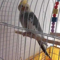 عروس هلندی