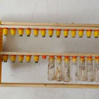 ملکه زنبور عسل باکره