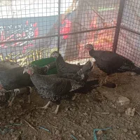 بوقلمون ماده