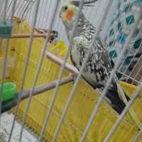 عروس ماده سالم وسرحال|پرنده|اهر, |دیوار