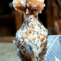 نیمچه در نژادهای برهما،پولند،سلطان،لهستانی|حیوانات مزرعه|اصفهان, بوستان ناژوان|دیوار