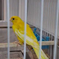 قناری|پرنده|بیرجند, |دیوار