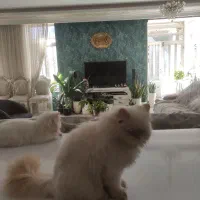 بچه گربه پرشین|گربه|نیشابور, میدان حافظ|دیوار