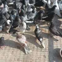 فروش کبوتر پرشی|پرنده|ساری, |دیوار