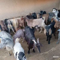 20عدد بز داشتی و زایرن برا فروش مکان چاروسا|حیوانات مزرعه|چاروسا, |دیوار