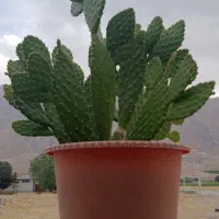 گل طبیعی