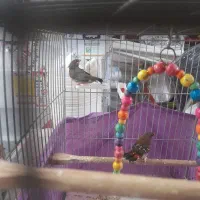 دو عدد فنچ توت فرنگی مولد|پرنده|کرج, برغان|دیوار