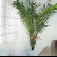 درختچه نخل  خرما