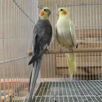جفت عروس هلندی مولد کارداده