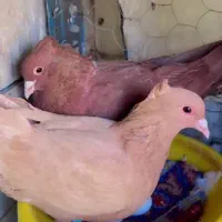 کفتر سرخ کرمونی
