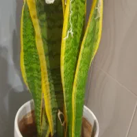 چندتا گل زیبا