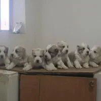 توله الابای|سگ|جوادآباد, |دیوار