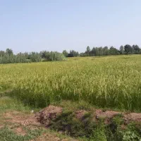 4600متر/رشت/کوچصفهان/زیباکنار|فروش زمین و ملک کلنگی|رشت, تازه آباد|دیوار