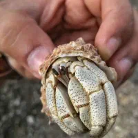 هرمیت ، خرچنگ خانگی برای اولین بار در زنجان