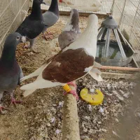 کفتر پشت گراف نر