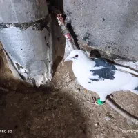 2تاصیدفروشی