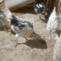 3عدد نیمچه خروس گلین لری ریشو چهل تاچ 6ماهه