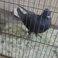 زاغ دومسفید نر شکار ۳۰۰