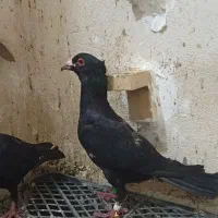 یک جفت کلاغ کلایی اصل  سیستانی