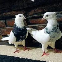 طوقی|پرنده|بندر کنگان, |دیوار